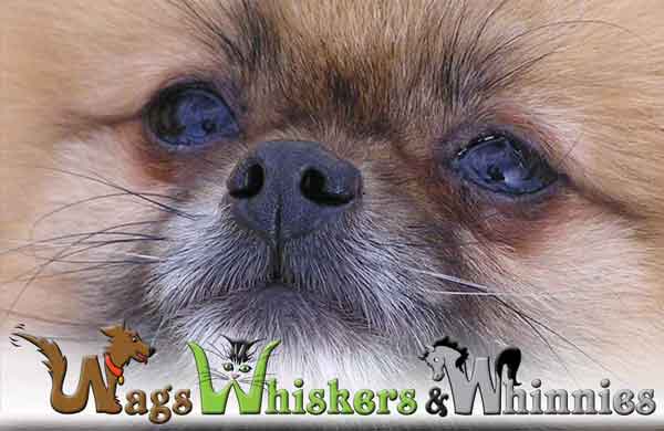 Wags Whiskers and Whinnies Customer Testimonials